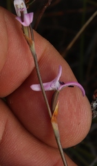 Disa inflexa