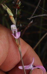 Disa inflexa
