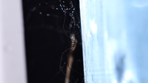Marbled Cellar Spider