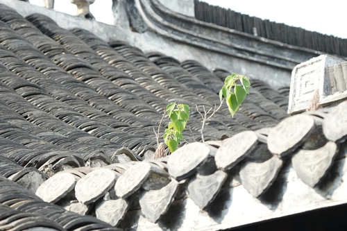 Paper mulberry