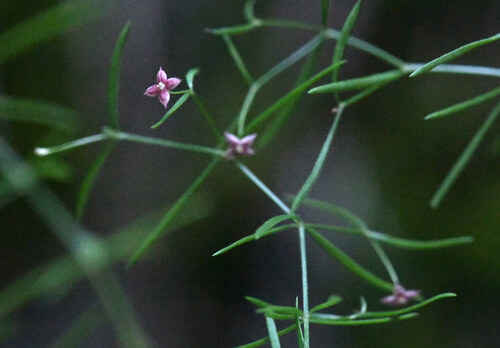 Bedstraw (Galium ×)