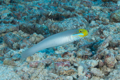 Valenciennea strigata