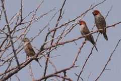Amadina erythrocephala