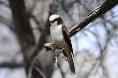 Eurocephalus anguitimens