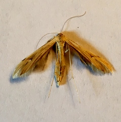 Oidaematophorus occidentalis