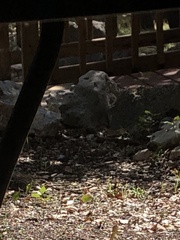 Thryomanes bewickii