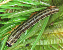 Euura insignis
