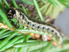 Euura insignis