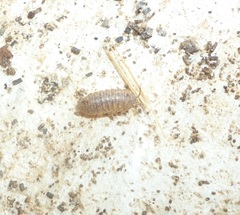 Armadillidium marmoratum