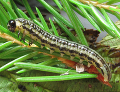 Euura insignis