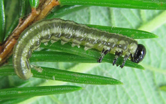 Euura insignis