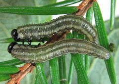 Euura insignis