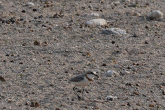 Charadrius pallidus
