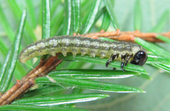 Euura insignis