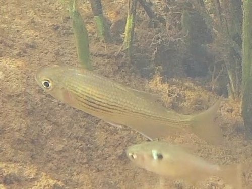 Banded tetra (Hollandichthys multifasciatus) — Characidae — 4