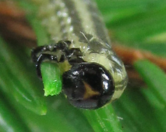 Euura insignis