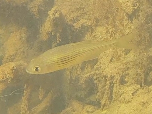 Bandentetra (Hollandichthys multifasciatus) — Characidae
