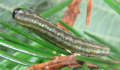 Euura insignis