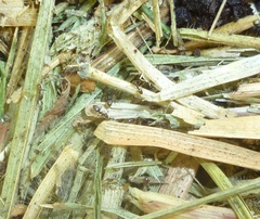 Plagiolepis pallescens