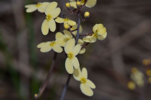 Stylidium acuminatum (Stylidium acuminatum)