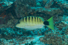 Lutjanus semicinctus