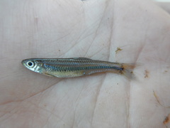Notropis volucellus