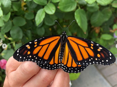 Danaus plexippus