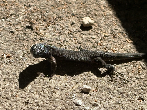 Blue-throated Keeled Lizard, Algyroides nigropunctatus