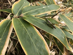 Ognevia longipennis