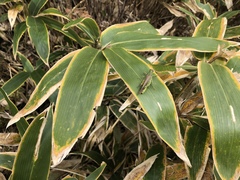 Ognevia longipennis