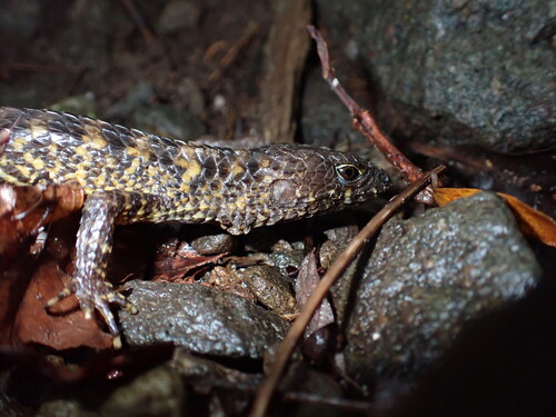 Gray's Keeled Skink, Tropidophorus grayi