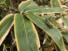 Ognevia longipennis
