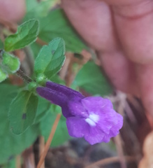 Scutellaria dumetorum