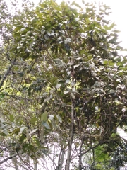 Citharexylum subflavescens