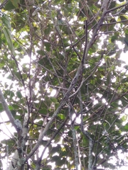 Citharexylum subflavescens