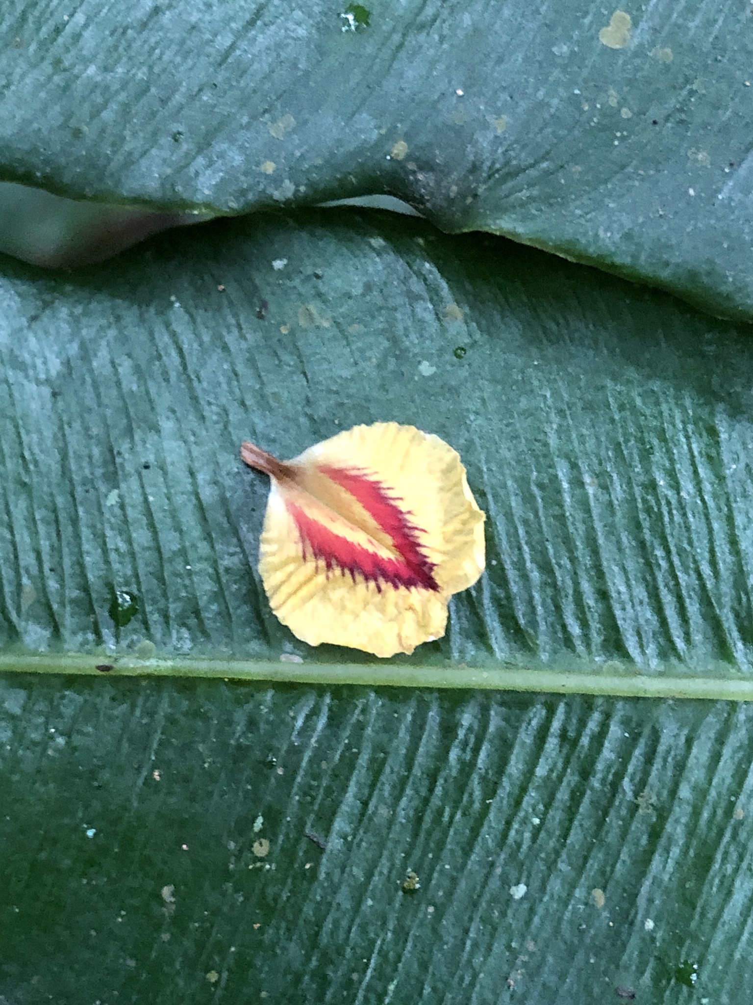 Imagem de Pterocarpus officinalis