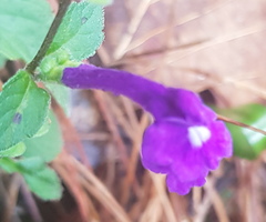 Scutellaria dumetorum