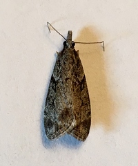 Eudonia spenceri