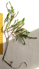 Passerina obtusifolia