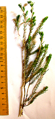 Passerina obtusifolia