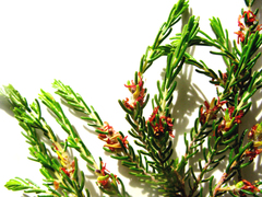 Passerina obtusifolia