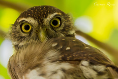 Glaucidium brasilianum