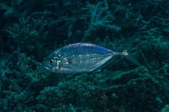 Craterognathus plagiotaenia