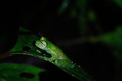 Sachatamia albomaculata