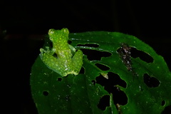 Sachatamia albomaculata