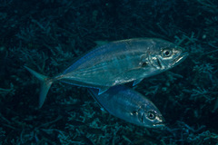Craterognathus plagiotaenia