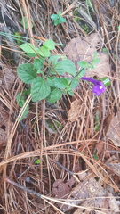 Scutellaria dumetorum