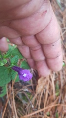 Scutellaria dumetorum