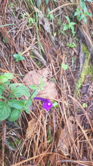 Scutellaria dumetorum