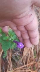 Scutellaria dumetorum